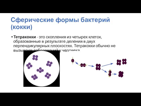 Тетракокки - это скопления из четырех клеток, образованные в результате деления