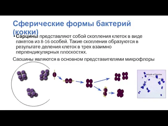 Сарцины представляют собой скопления клеток в виде пакетов из 8-16 особей.