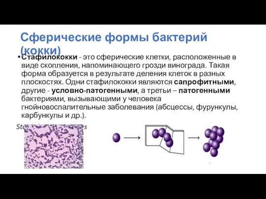 Стафилококки - это сферические клетки, расположенные в виде скопления, напоминающего грозди