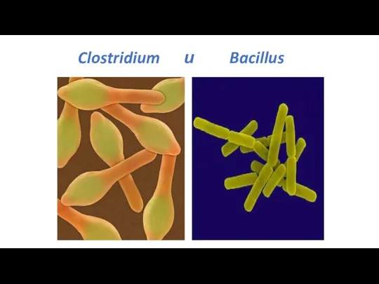 Clostridium и Bacillus