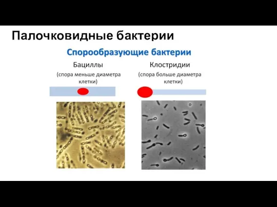 Палочковидные бактерии