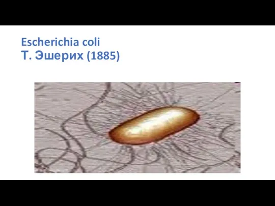 Escherichia coli Т. Эшерих (1885)