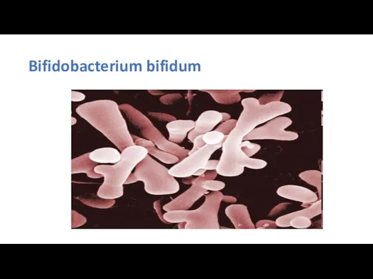 Bifidobacterium bifidum