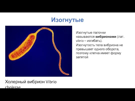 Изогнутые Холерный вибрион Vibrio cholerae Изогнутость тела вибриона не превышает одного