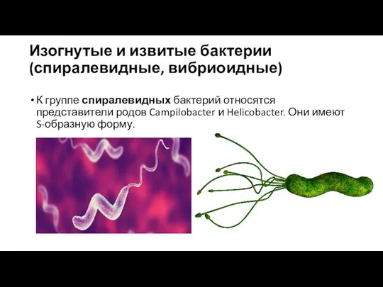 Изогнутые и извитые бактерии (спиралевидные, вибриоидные) К группе спиралевидных бактерий относятся