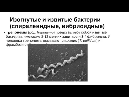 Изогнутые и извитые бактерии (спиралевидные, вибриоидные) Трепонемы (род Treponema) представляют собой