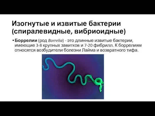 Изогнутые и извитые бактерии (спиралевидные, вибриоидные) Боррелии (род Borrelia) - это