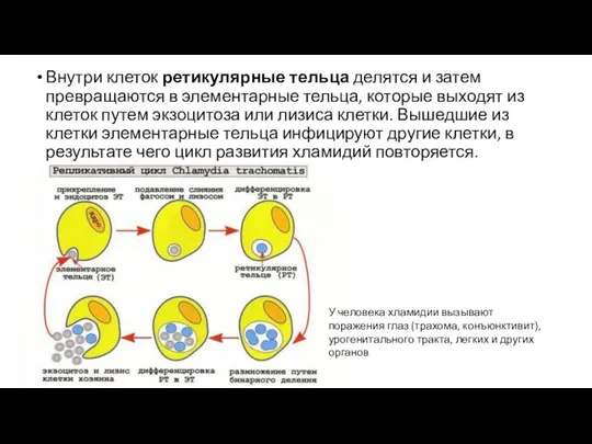 Внутри клеток ретикулярные тельца делятся и затем превращаются в элементарные тельца,