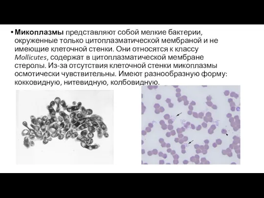 Микоплазмы представляют собой мелкие бактерии, окруженные только цитоплазматической мембраной и не