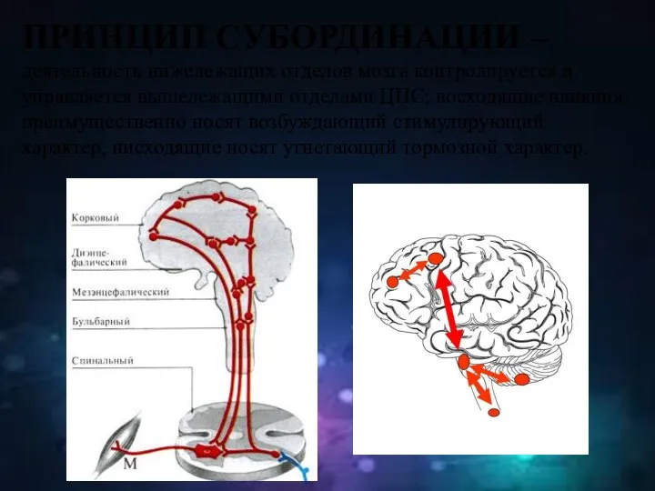 ПРИНЦИП СУБОРДИНАЦИИ – деятельность нижележащих отделов мозга контролируется и управляется вышележащими