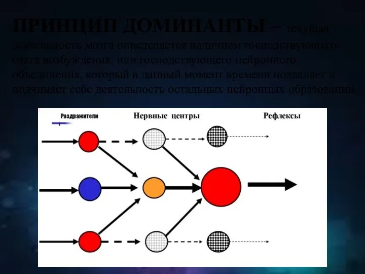 ПРИНЦИП ДОМИНАНТЫ – текущая деятельность мозга определяется наличием господствующего очага возбуждения,