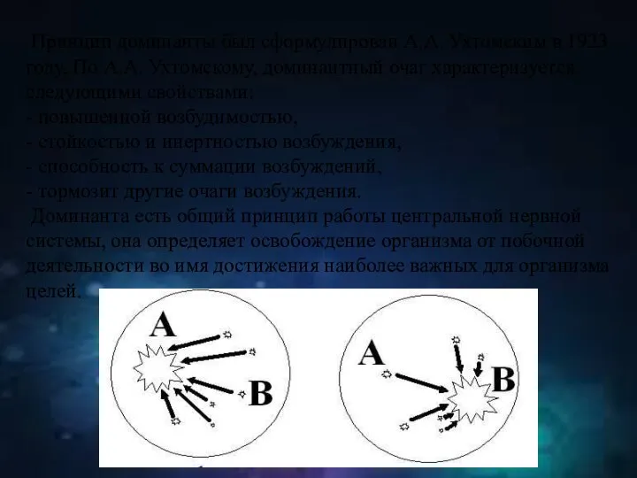 Принцип доминанты был сформулирован А.А. Ухтомским в 1923 году. По А.А.