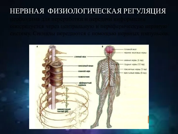 НЕРВНАЯ ФИЗИОЛОГИЧЕСКАЯ РЕГУЛЯЦИЯ необходима для переработки и передачи информации опосредуется через