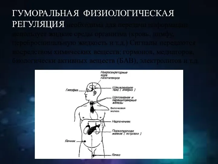 ГУМОРАЛЬНАЯ ФИЗИОЛОГИЧЕСКАЯ РЕГУЛЯЦИЯ необходима для передачи информации использует жидкие среды организма