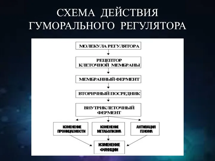 СХЕМА ДЕЙСТВИЯ ГУМОРАЛЬНОГО РЕГУЛЯТОРА