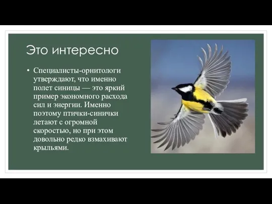 Это интересно Специалисты-орнитологи утверждают, что именно полет синицы — это яркий