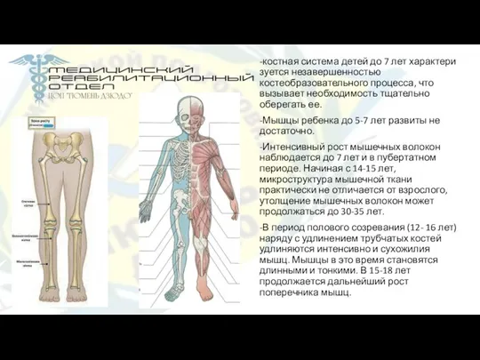 -костная система детей до 7 лет характери­зуется незавершенностью костеобразовательного процесса, что