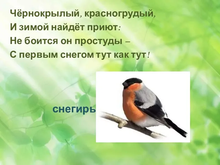 Чёрнокрылый, красногрудый, И зимой найдёт приют: Не боится он простуды –