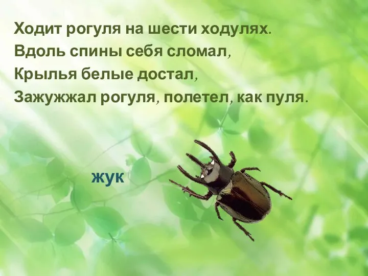 Ходит рогуля на шести ходулях. Вдоль спины себя сломал, Крылья белые