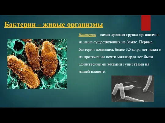 Бактерии – живые организмы Бактерии – самая древняя группа организмов из