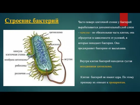 Строение бактерий Часто поверх клеточной стенки у бактерий вырабатывается дополнительный слой