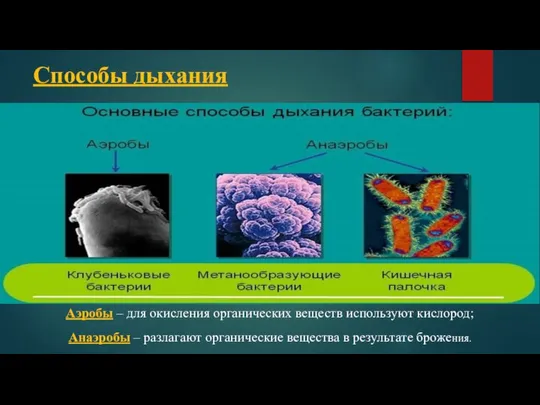 Способы дыхания Аэробы – для окисления органических веществ используют кислород; Анаэробы