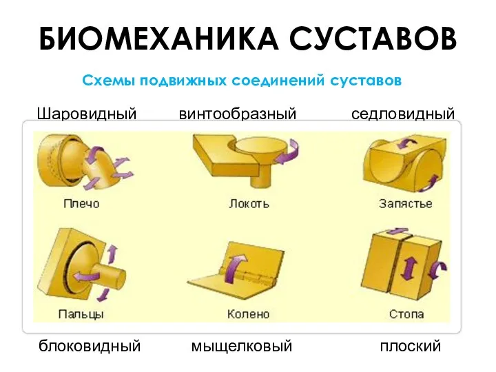 Шаровидный винтообразный седловидный блоковидный мыщелковый плоский Схемы подвижных соединений суставов БИОМЕХАНИКА СУСТАВОВ