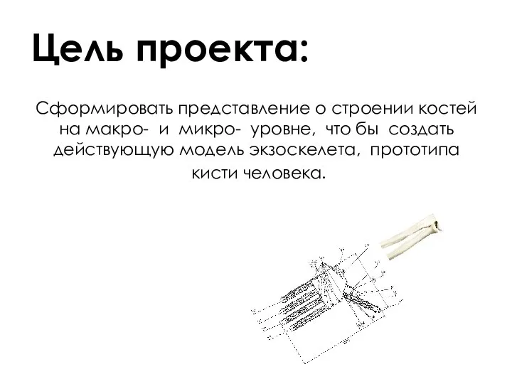 Сформировать представление о строении костей на макро- и микро- уровне, что