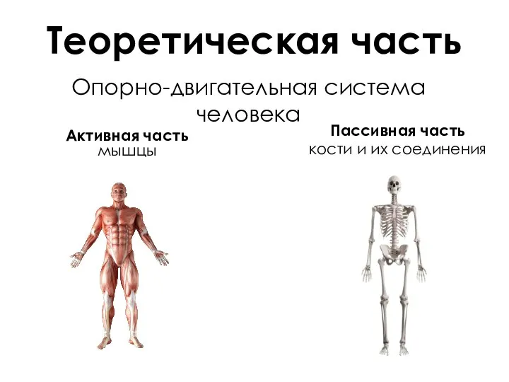 Опорно-двигательная система человека Теоретическая часть