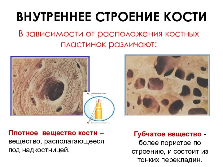 Плотное вещество кости – вещество, располагающееся под надкостницей. В зависимости от