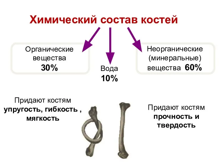 Химический состав костей Органические вещества 30% Неорганические (минеральные) вещества 60% Придают