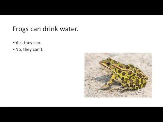 Frogs can drink water. Yes, they can. No, they can’t.