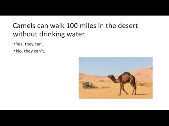 Camels can walk 100 miles in the desert without drinking water.