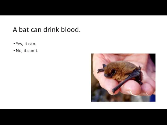 A bat can drink blood. Yes, it can. No, it can’t.