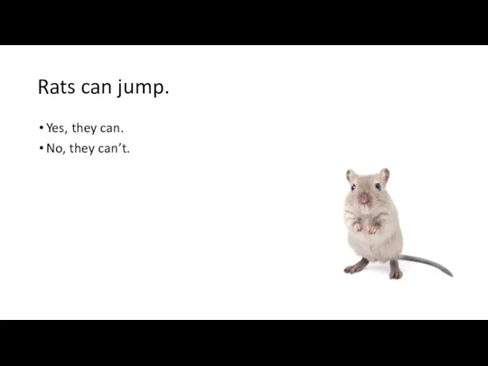 Rats can jump. Yes, they can. No, they can’t.