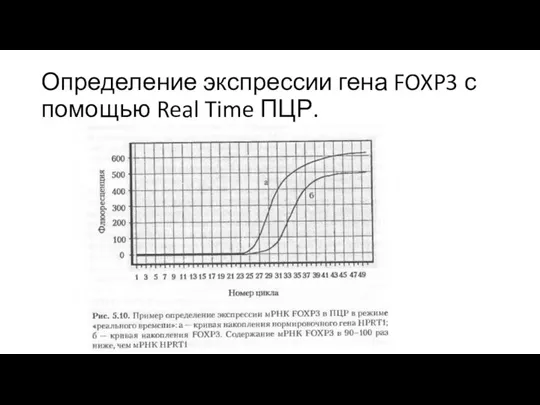 Определение экспрессии гена FOXP3 с помощью Real Time ПЦР.