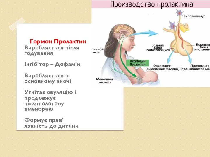 Гормон Пролактин Виробляється після годування Інгібітор – Дофамін Виробляється в основному