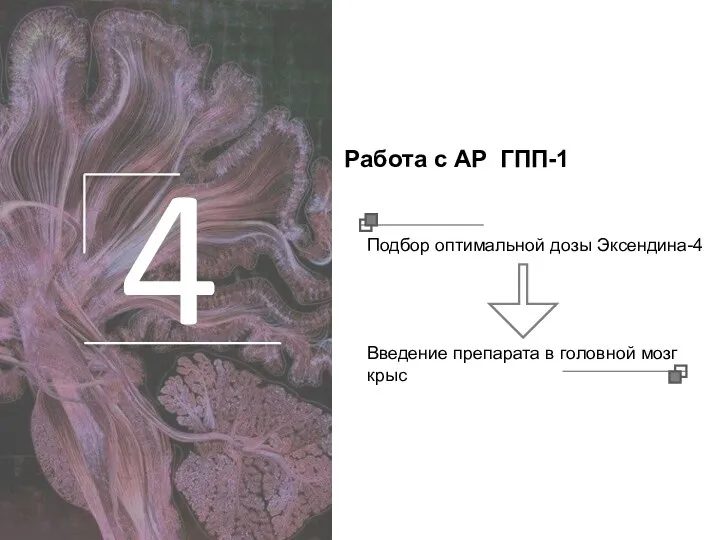 4 Подбор оптимальной дозы Эксендина-4 Введение препарата в головной мозг крыс Работа с АР ГПП-1