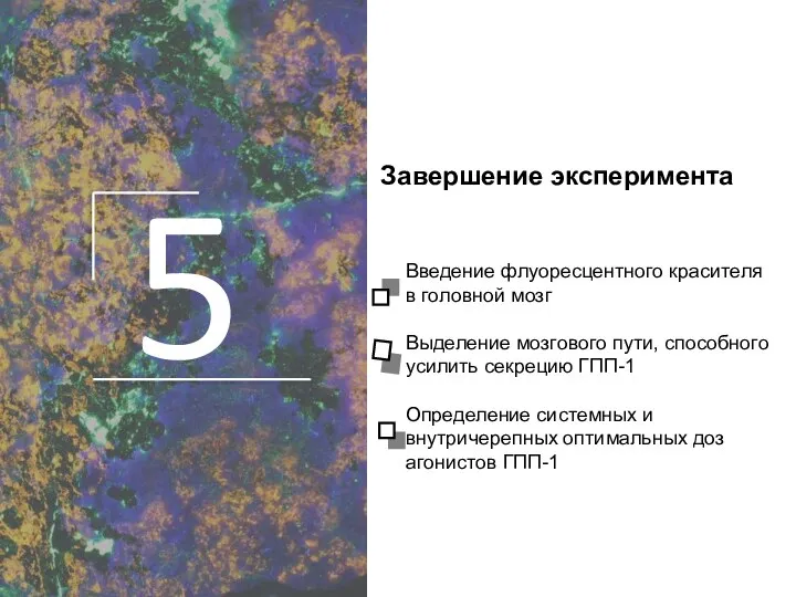 5 Завершение эксперимента Введение флуоресцентного красителя в головной мозг Выделение мозгового