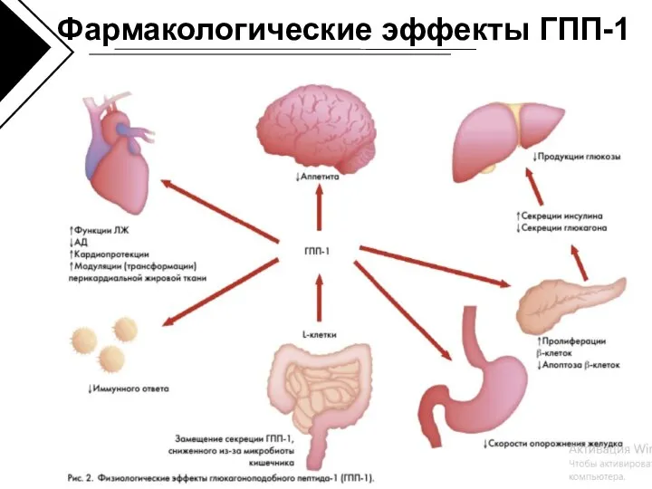 Фармакологические эффекты ГПП-1