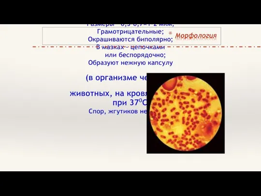 Палочка овоидной формы, вздутая по середине («бочонок»); Размеры – 0,3-0,7×1-2 мкм;