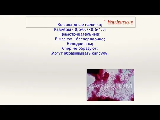 Кокковидные палочки; Размеры – 0,5-0,7×0,6-1,5; Грамотрицательные; В мазках – беспорядочно; Неподвижны;