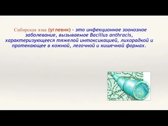 Сибирская язва (углевик) – это инфекционное зоонозное заболевание, вызываемое Bacillus anthracis,