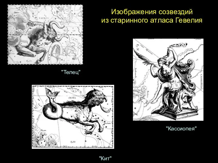 Изображения созвездий из старинного атласа Гевелия "Телец" "Кит" "Кассиопея"