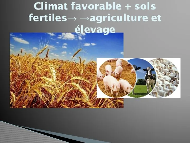 Climat favorable + sols fertiles→ →agriculture et élevage