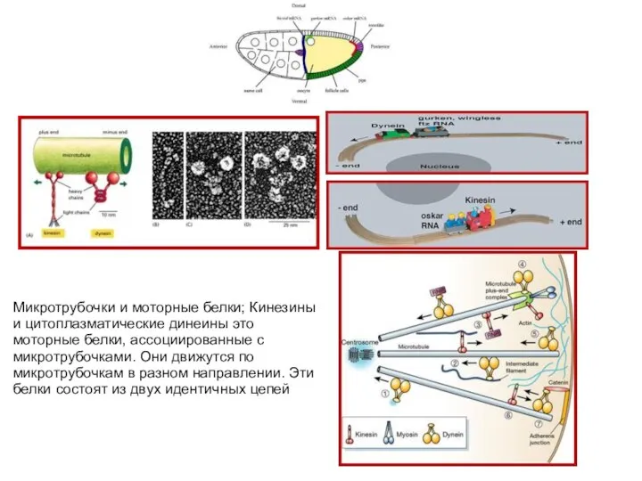 Микротрубочки и моторные белки; Кинезины и цитоплазматические динеины это моторные белки,