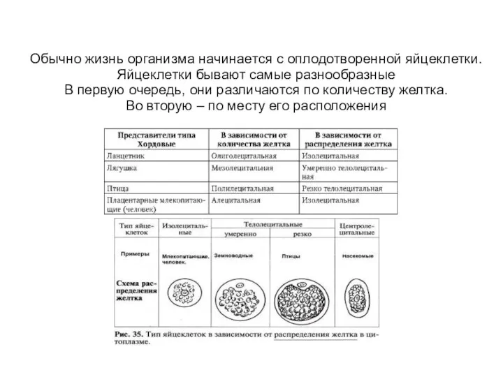 Обычно жизнь организма начинается с оплодотворенной яйцеклетки. Яйцеклетки бывают самые разнообразные