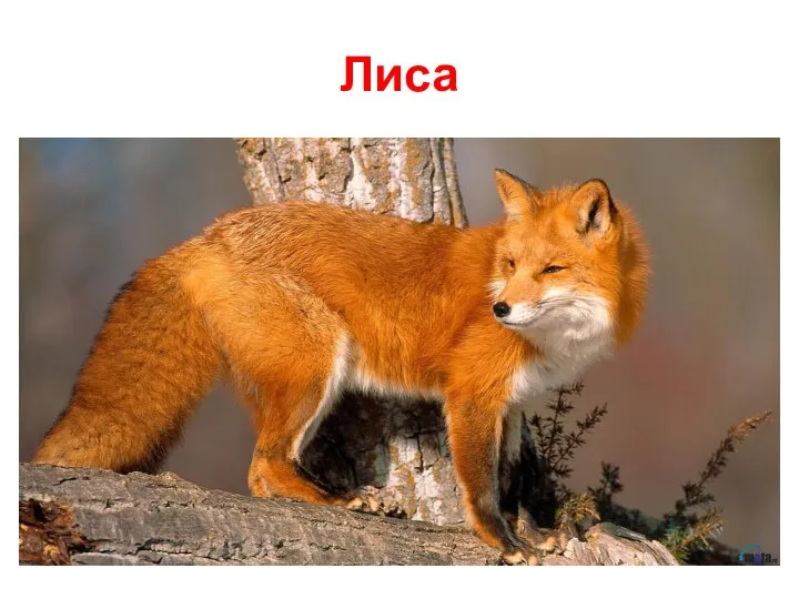 Лиса