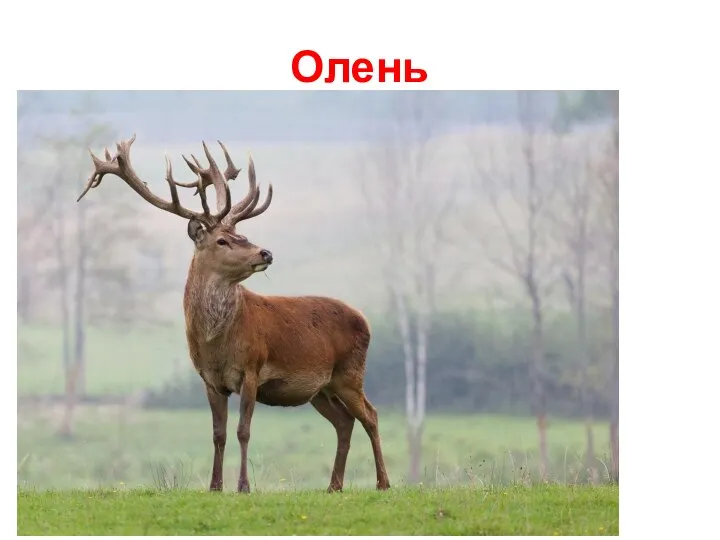 Олень