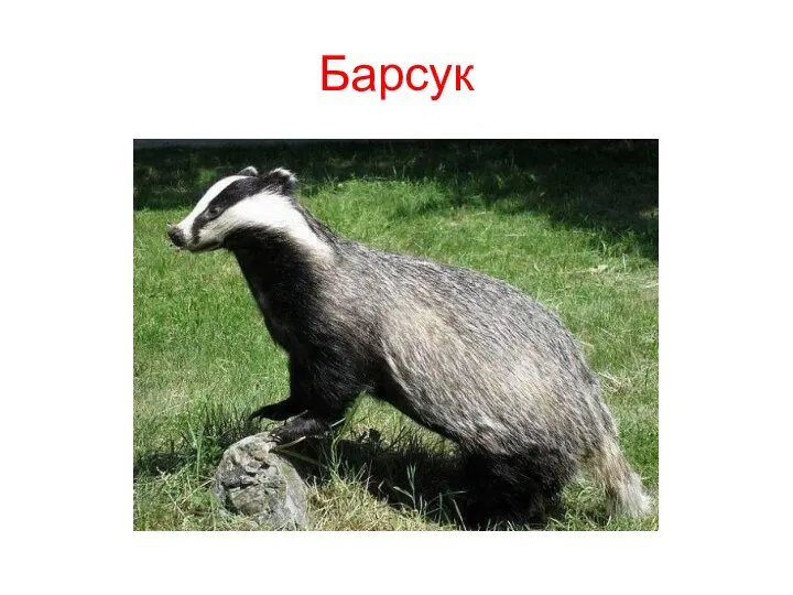 Барсук